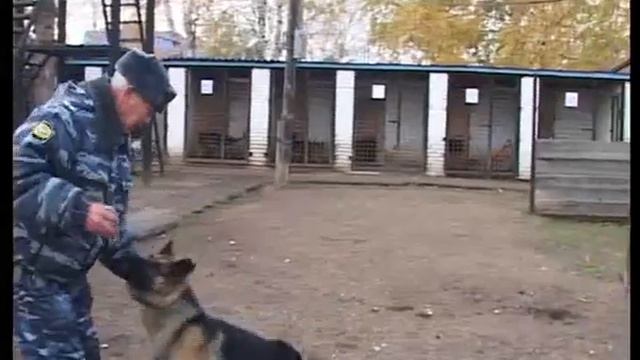 Случайных кинологов не бывает