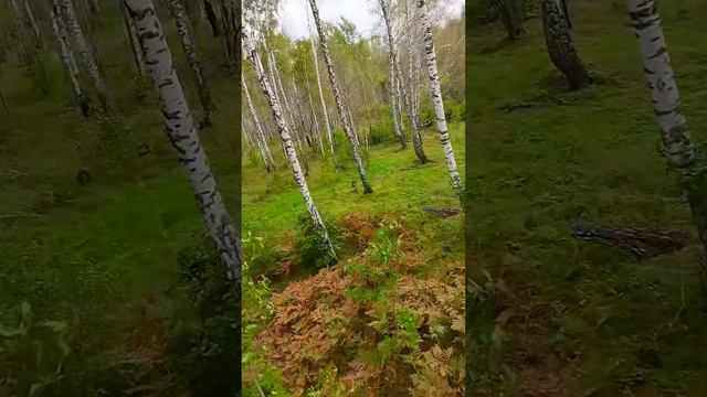 Летаем в берёзках #drone