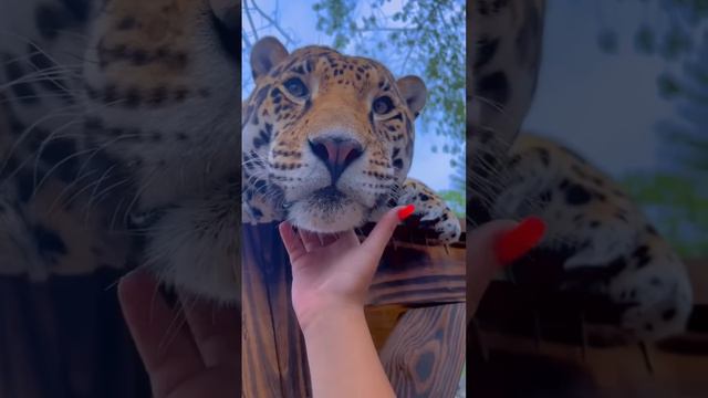 Jaguar Ear Rubs! CUTE