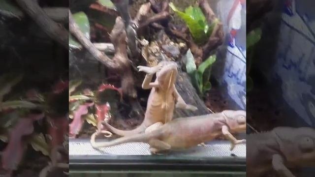 ПАНТЕРОВЫЙ ХАМЕЛЕОНЖЕНСКАЯ ДРУЖБАМИЛОТА