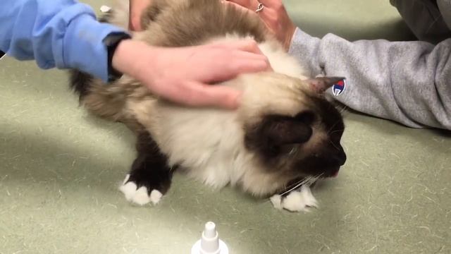 How to Flush Out a Cat's Ear - Ragdoll Cat Caymus Modeling - Floppycats