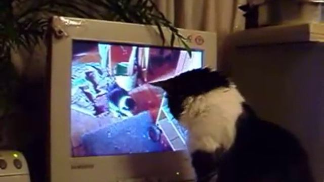 Переживания Малыша - Cat little Boy sees himself on TV