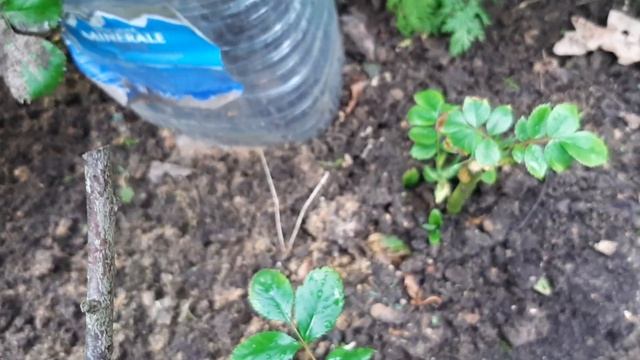 Роза  ГРАНДИФЛОРА РОЗЕНШТАДТ ФРАЙЗИНГ   перезимовала на отлично !