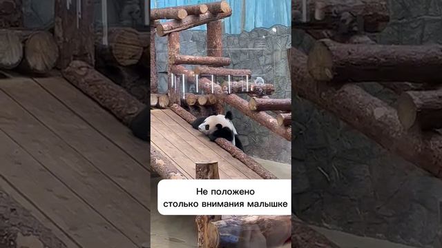 Катюша в Московском зоопарке.Панда Катюша 🐼🎋#animals #пандакатюша #Бесплатно #ТаняАняМартин #LIKEЗОО