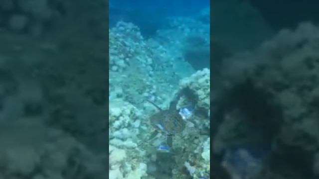 Встретил морскую черепаху под водой ! 🙋♂️🐢