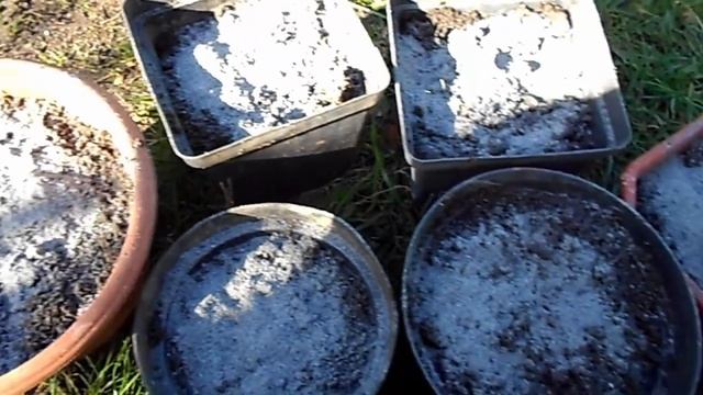 НА ДАЧЕ ) ПОСАДКА ТЮЛЬПАНОВ В КОНТЕЙНЕР