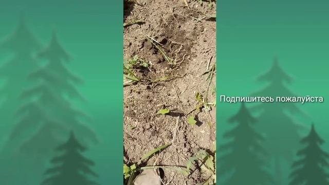 10 БОЛЬШИХ МУРАВЬЁВ ПРОТИВ ЦЕЛОГО МУРАВЕЙНИКА