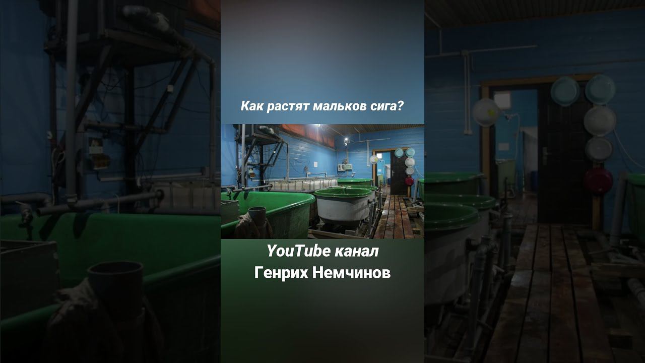 Как растут мальки сига | @Генрих Немчинов | #Shorts
