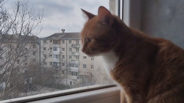 Котик ТВ Смотрит в Окно 4 серия