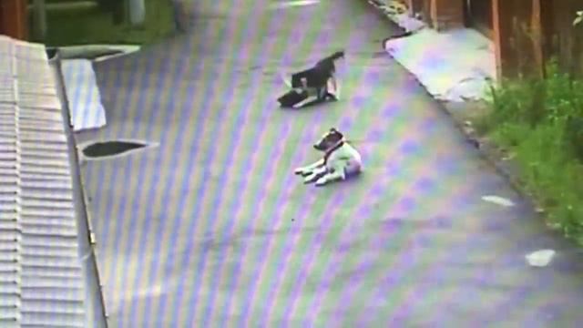 Собаки играются. Снято через камеру видеонаблюдения.