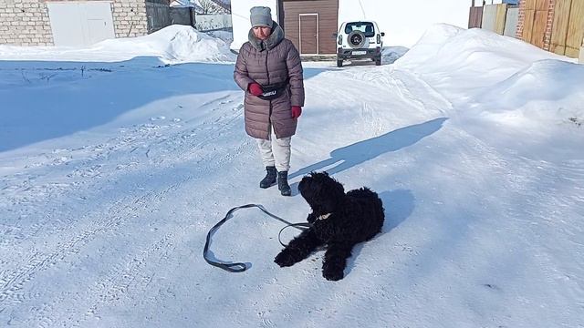 Дрессировка собак. Город Реж Свердловской области. Послушание. Как мы работаем над 