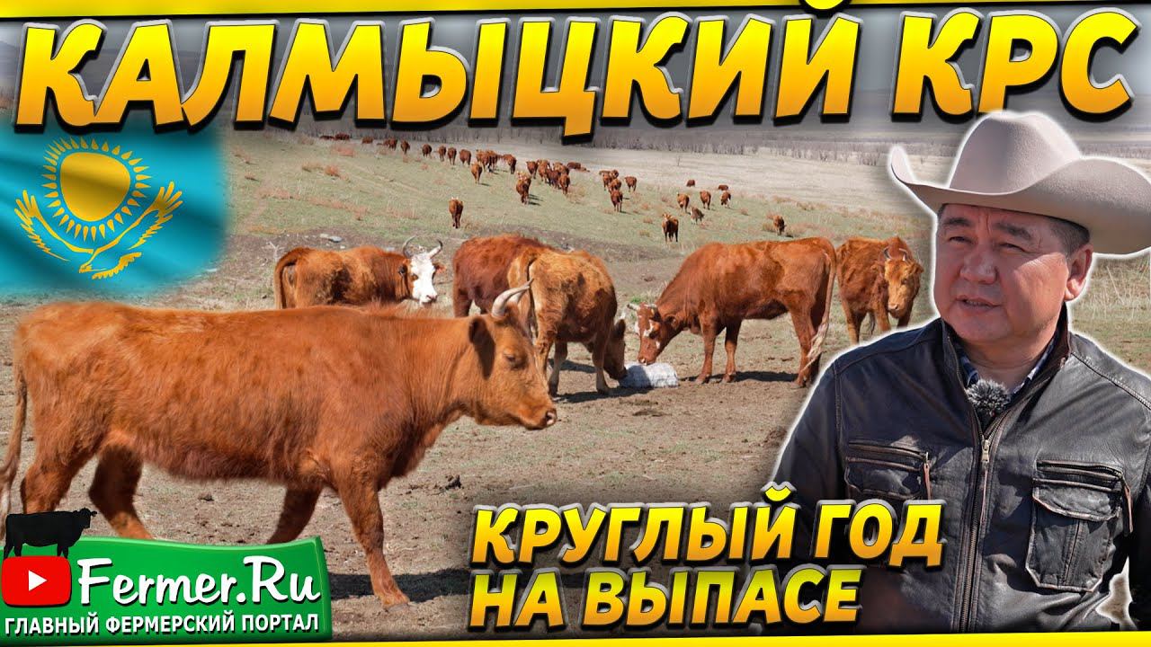 Мясной бизнес в Казахстане. В чём преимущество калмыцкого скота? Где прибыль?