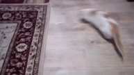 Кошке скучно