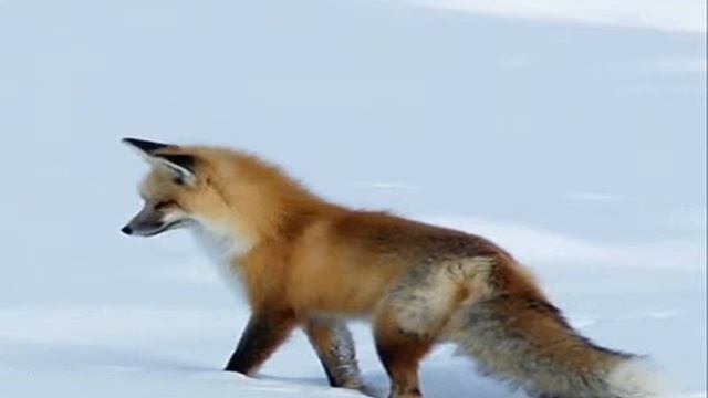 Лисонька о3о [ • ANIME FOX • ]