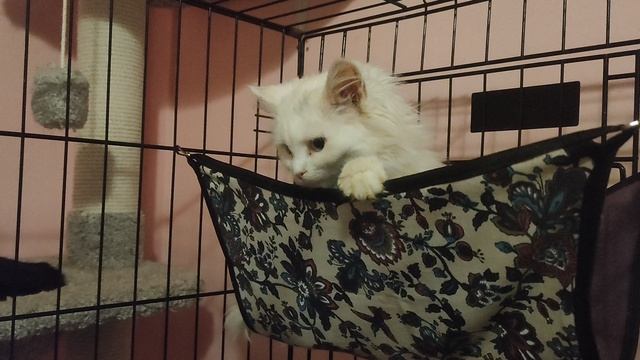 Белая малышка спасения с улицы