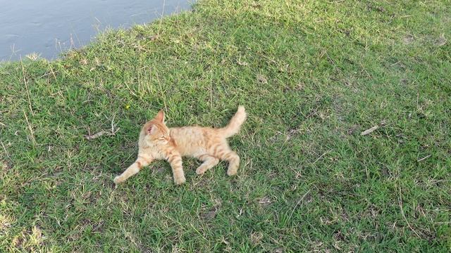 Два бездомных Два котенка, найденных прячущимися в траве у реки