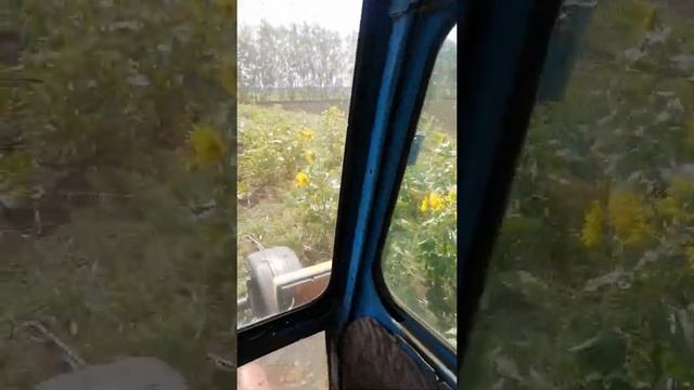 Подсолнечник падолочный убираем на сенаж с кир 1.5 и мтз 80