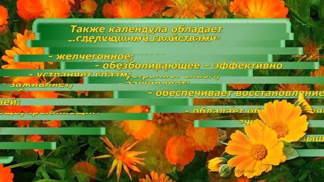 КАЛЕНДУЛА
