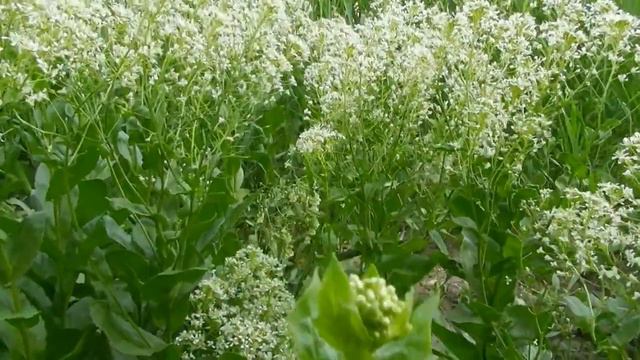 Футаж"ПЕНИЕ ПТИЦ В САДУ" Nature Free footage
