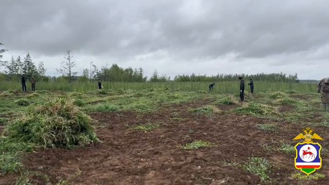 В Якутии полицейские уничтожили более трёх тонн дикорастущей конопли