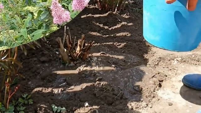 КАК Я РАСПРАВИЛАСЬ С БУДДЛЕЕЙ и что я УТВОРИЛА ЕЩЕ