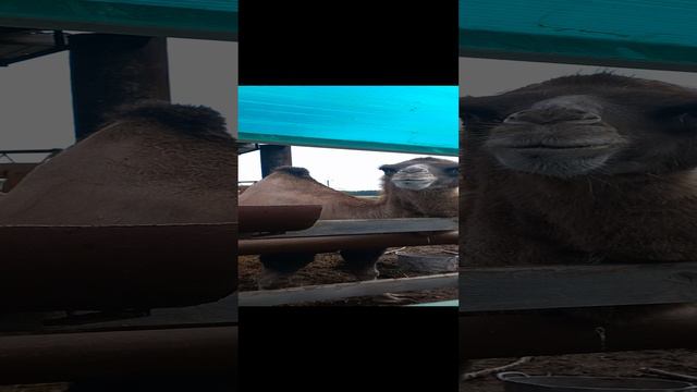 омский страус.mp4