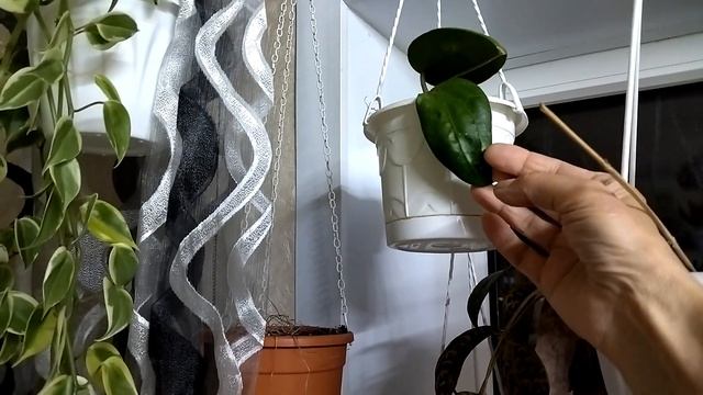 Зеленый уголок дома. Комнатные растения. 6ч