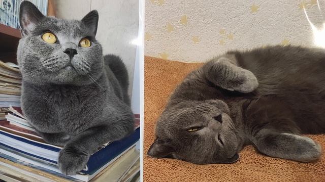 Мы в ответе за тех кого приручили.
