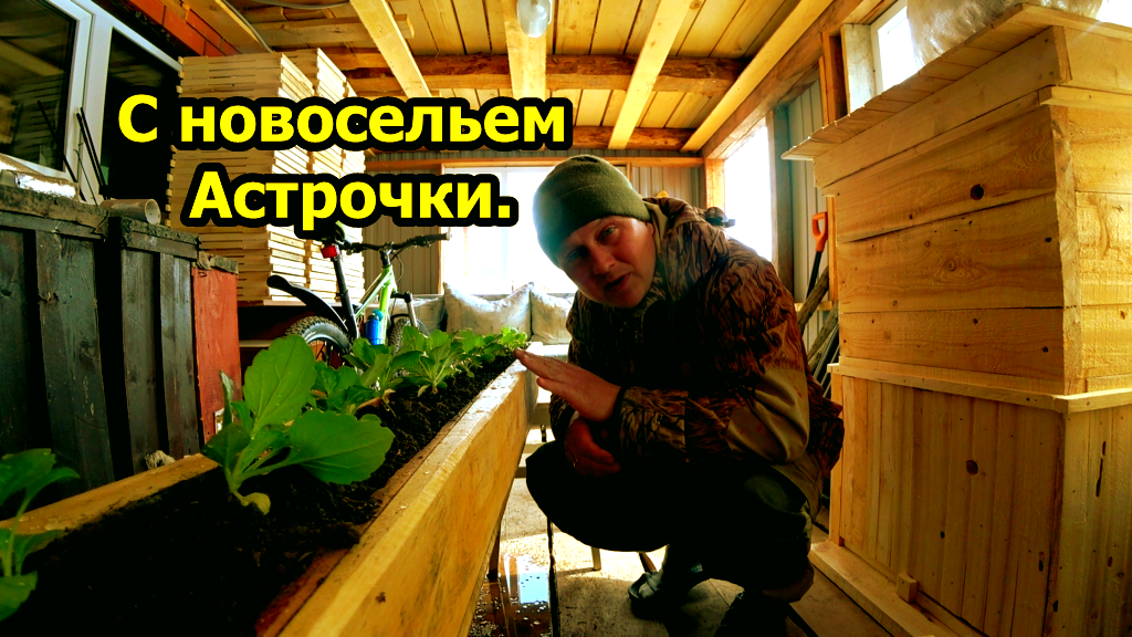 Новоселье у саженцев у Астр. Красивый ящик для цветов своими руками.