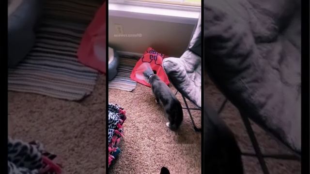 Котэ против абажуров