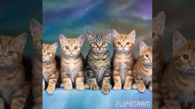 Люблю животных