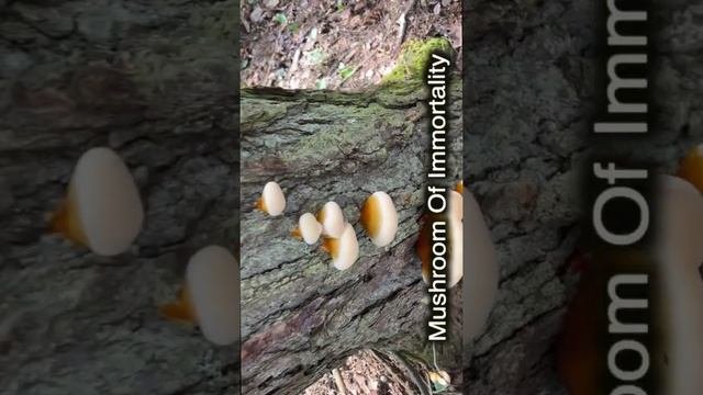 Ganoderma Tsugae Ancient Mushroom of Immortality