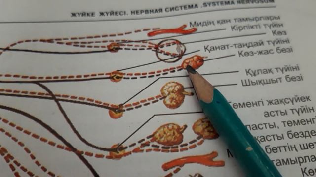 Парасимпатикалық жүйке жүйесі