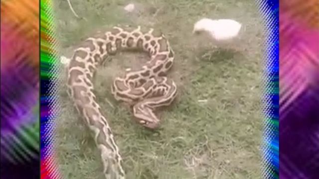 вот это червячок