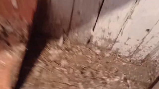 будет новая кладка. голуби