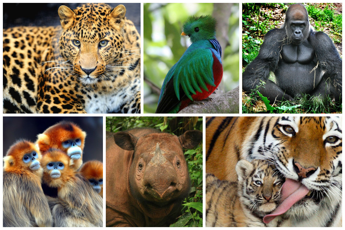Картинки Исчезающих Видов Животных