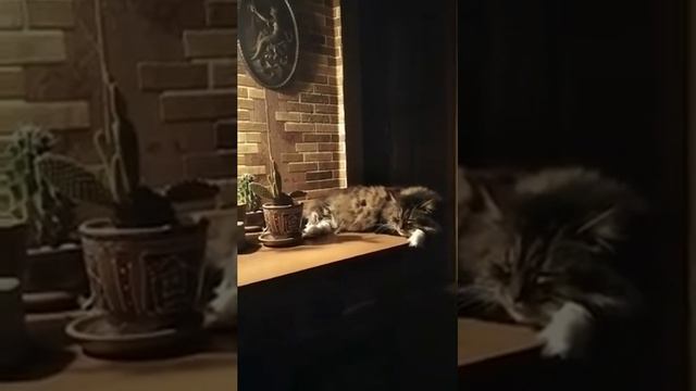 Доброй ночи!?Спокойного сна?Наш друг сердечный Кузя желает ВАМ?