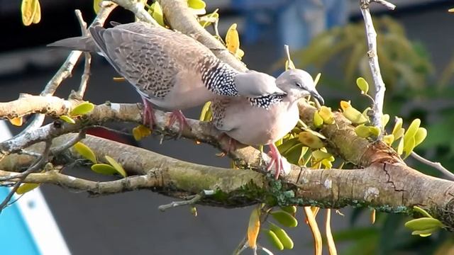 Nikon Coolpix L830 Test Video - Love Couple Birds