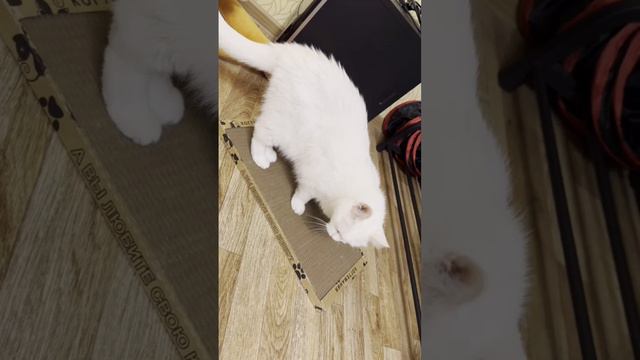 У кота новая игрушка-когтеточка!😻❤️