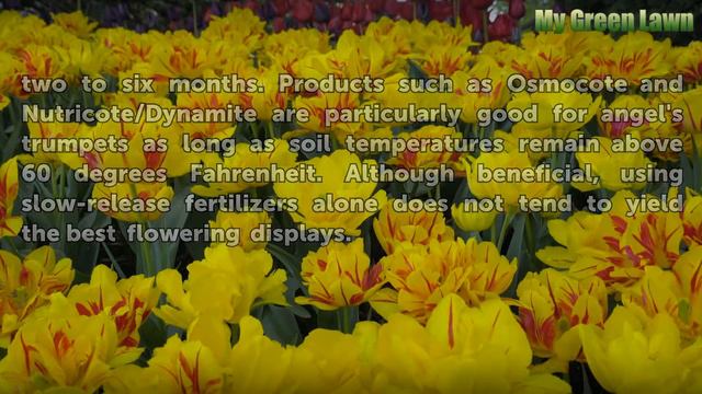 The Best Fertilizers for Angel's Trumpet