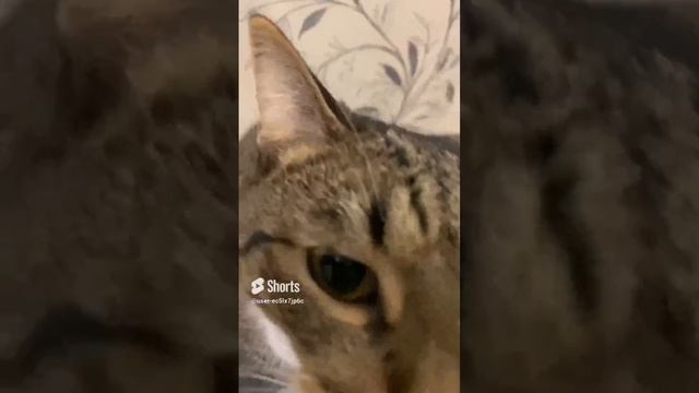 Как тигр делает #кактигрделает #дети #детскийвлог #ванясаша #юмор #котики #няшки #животные #природа