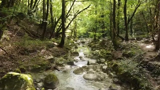 Музыка. Прогулка по лесу - не выходя из дома. Спокойствие, релакс.