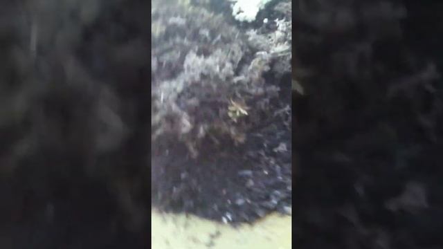 снова кладка от второй улитки ??✨