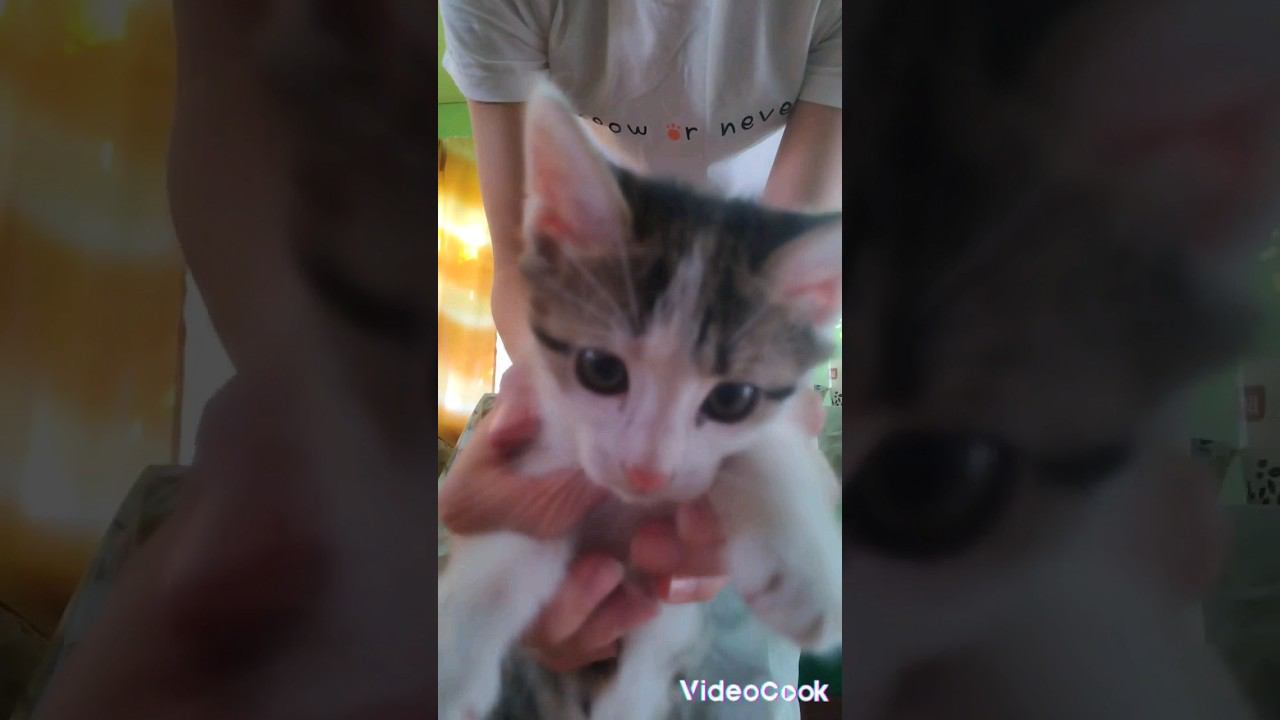 #втренде #кошка#милота#любимки#начили #милашка