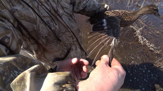 Тонкости охоты с подсадной. Вызаривание уток. The subtleties of hunting with a decoy. Brooding duck
