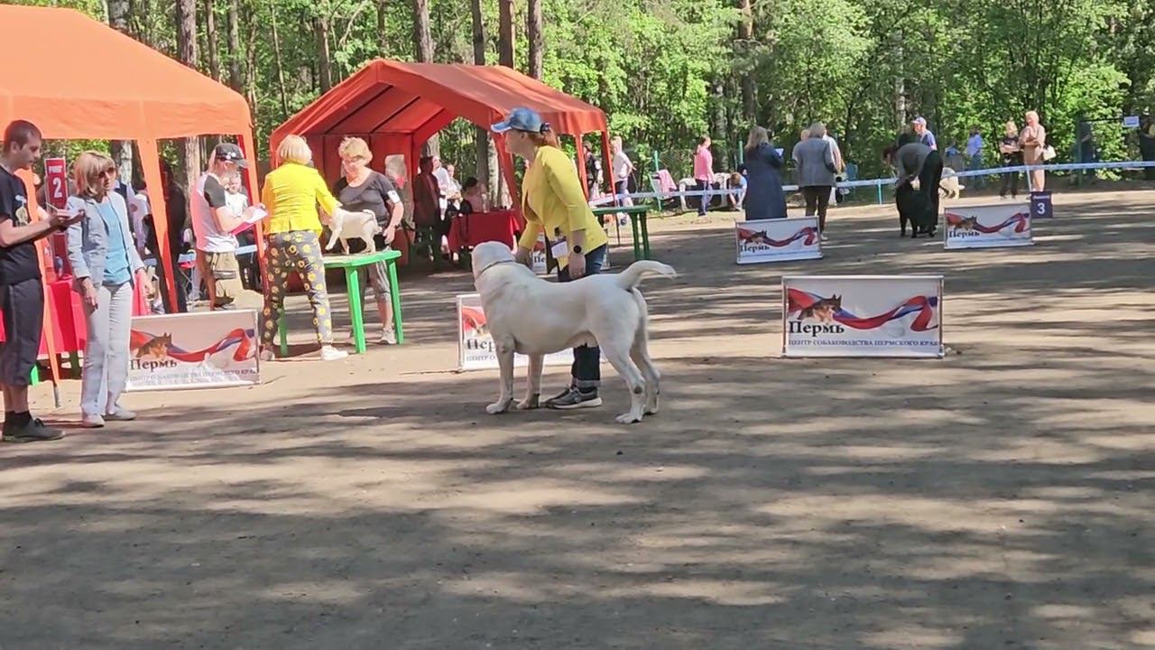 питомник Бишенели средне азиатской овчарки алабай и папийон