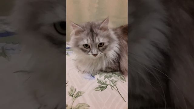 Всем Доброй Ночи ?Сладких Снов ?❤??⭐