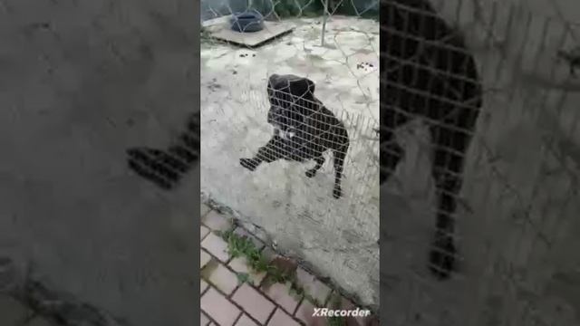 Бача и Джида