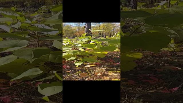 20220915_145305.mp4