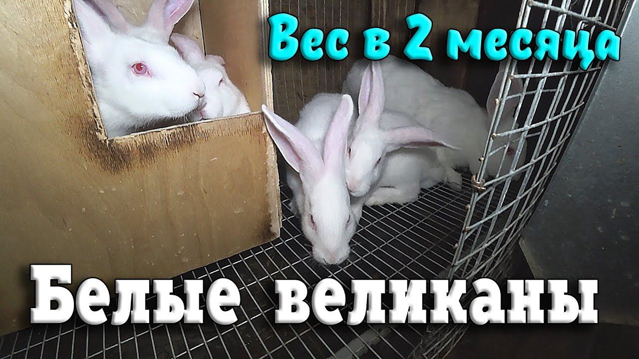 БЕЛЫЕ ВЕЛИКАНЫ / ВЕС в 2 месяца